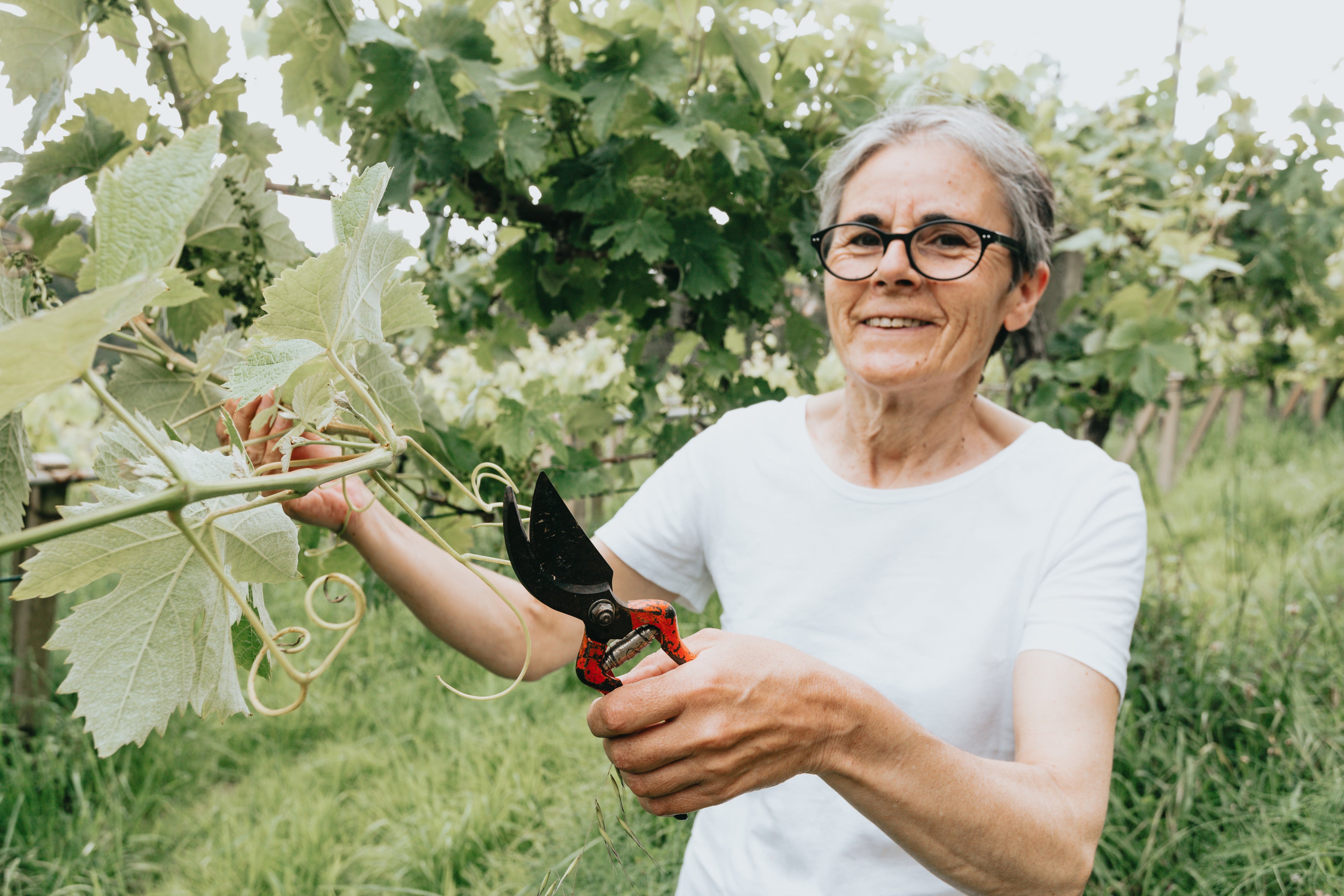 files/woman-holding-pruning-shears-to-a-vine.jpg